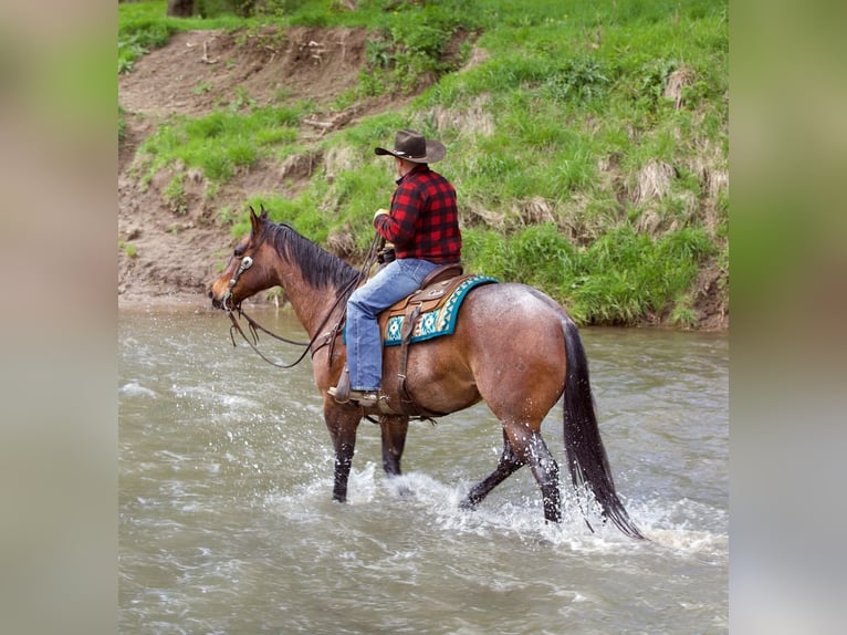 American Quarter Horse Mix Ruin 10 Jaar Roan-Bay in Bernard