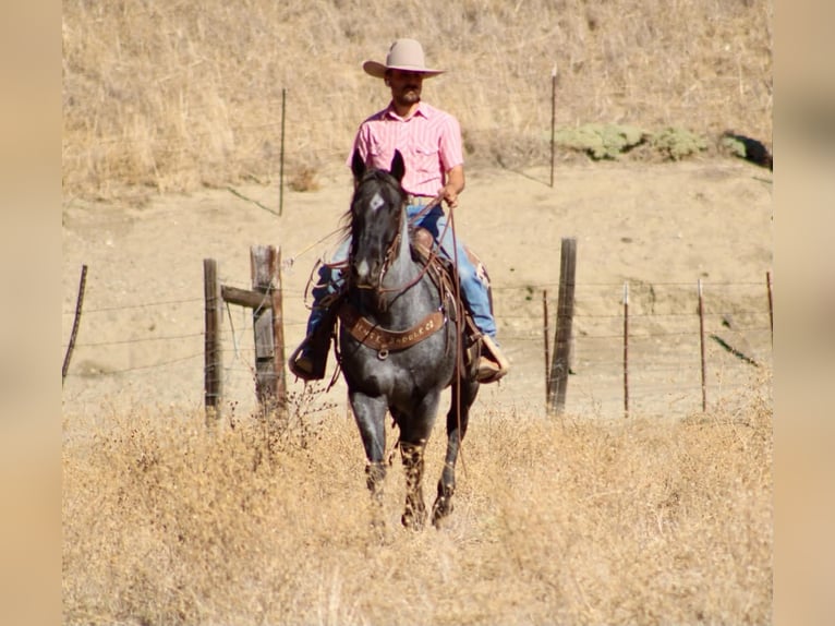 American Quarter Horse Ruin 10 Jaar Roan-Blue in Tres Pinos