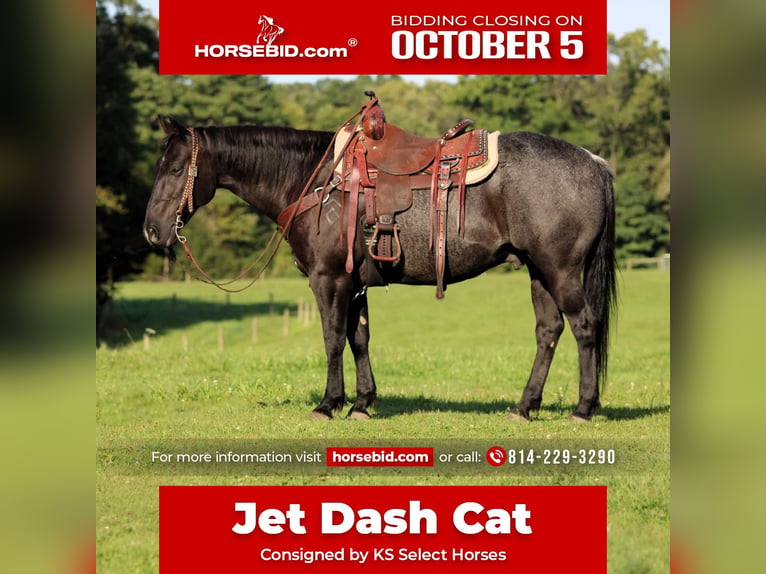 American Quarter Horse Ruin 10 Jaar Roan-Blue in Clarion