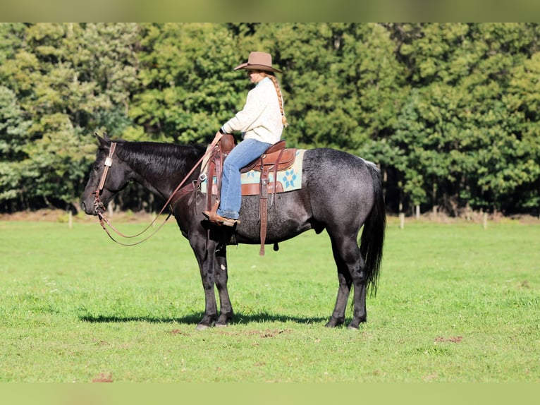 American Quarter Horse Ruin 10 Jaar Roan-Blue in Clarion