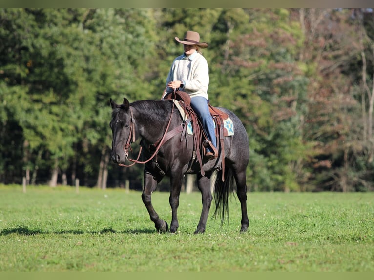 American Quarter Horse Ruin 10 Jaar Roan-Blue in Clarion