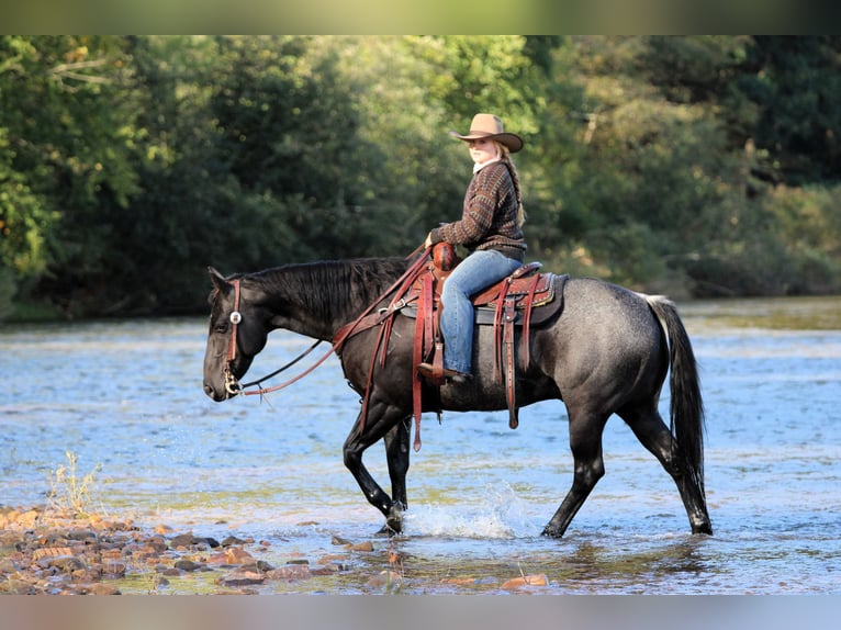 American Quarter Horse Ruin 10 Jaar Roan-Blue in Clarion