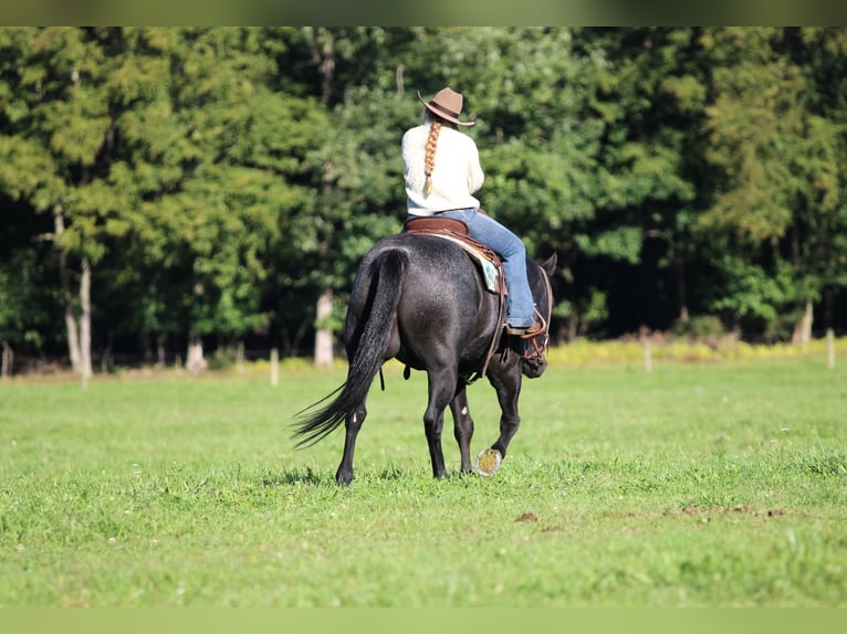 American Quarter Horse Ruin 10 Jaar Roan-Blue in Clarion