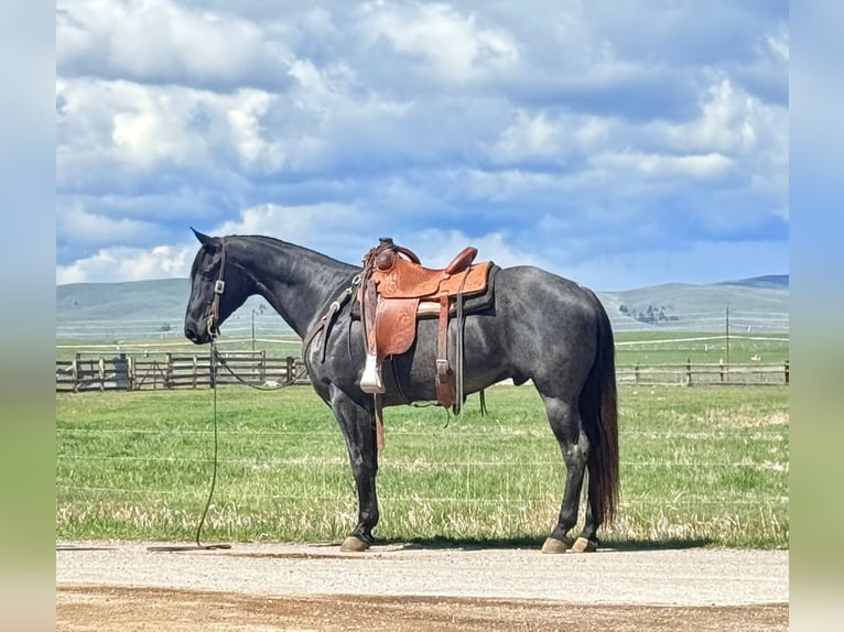 American Quarter Horse Ruin 10 Jaar Roan-Blue in Clinton