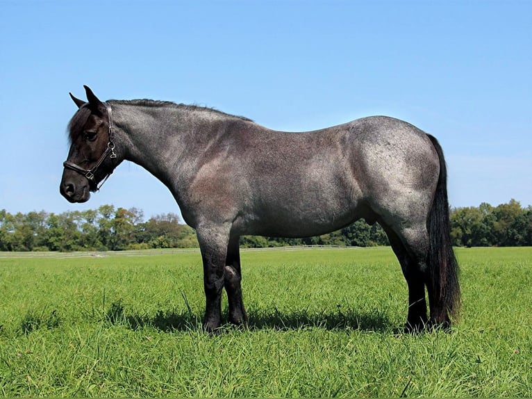 American Quarter Horse Ruin 10 Jaar Roan-Blue in Highland MI