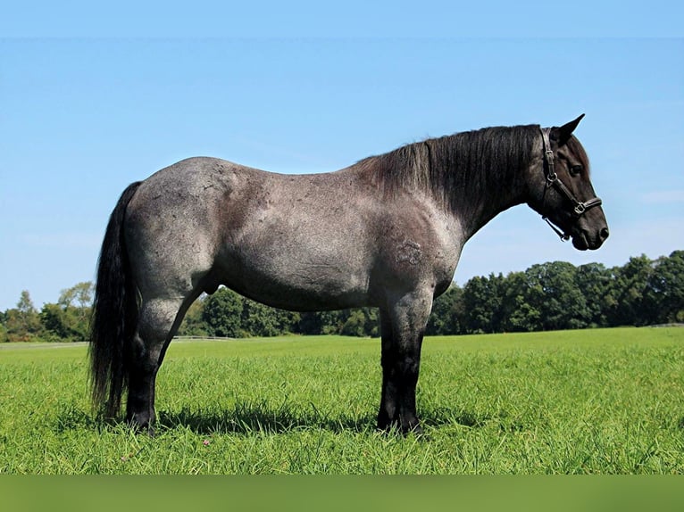 American Quarter Horse Ruin 10 Jaar Roan-Blue in Highland MI