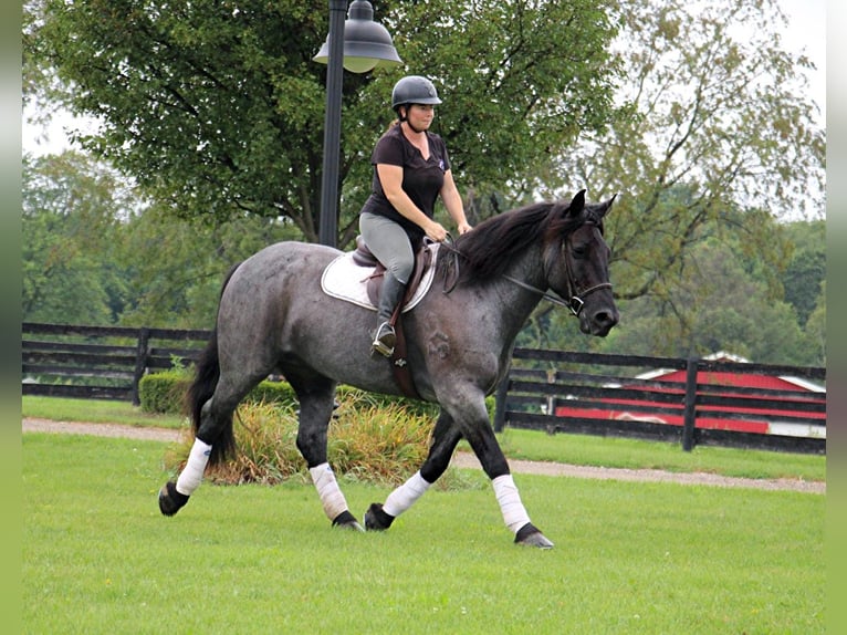 American Quarter Horse Ruin 10 Jaar Roan-Blue in Highland MI