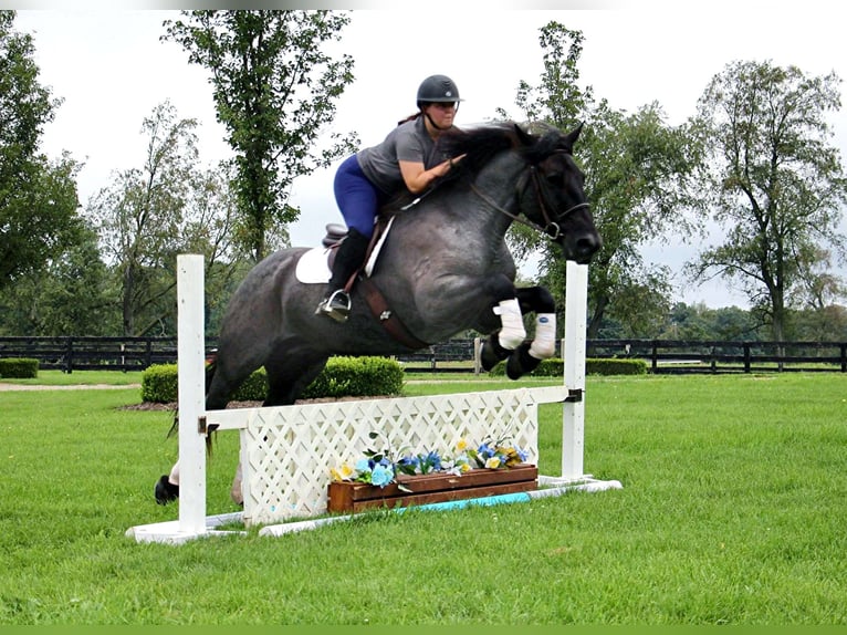 American Quarter Horse Ruin 10 Jaar Roan-Blue in Highland MI