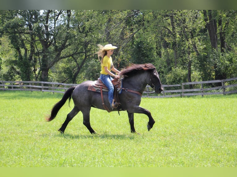 American Quarter Horse Ruin 10 Jaar Roan-Blue in Highland MI