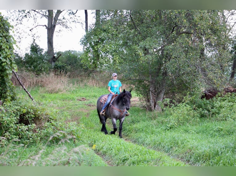 American Quarter Horse Ruin 10 Jaar Roan-Blue in Highland MI