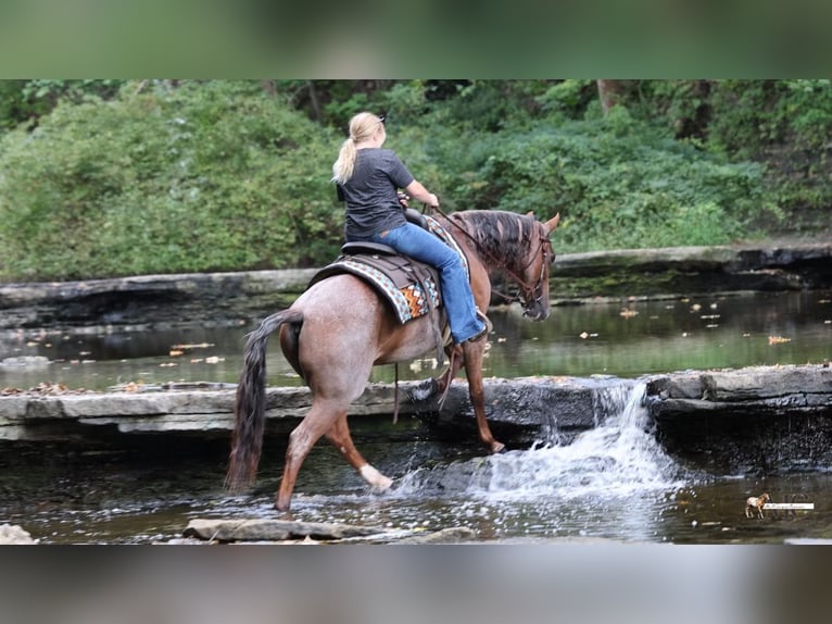 American Quarter Horse Ruin 10 Jaar Roan-Red in North Bloomfield