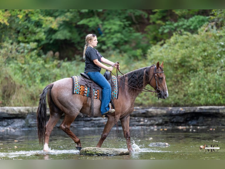 American Quarter Horse Ruin 10 Jaar Roan-Red in North Bloomfield
