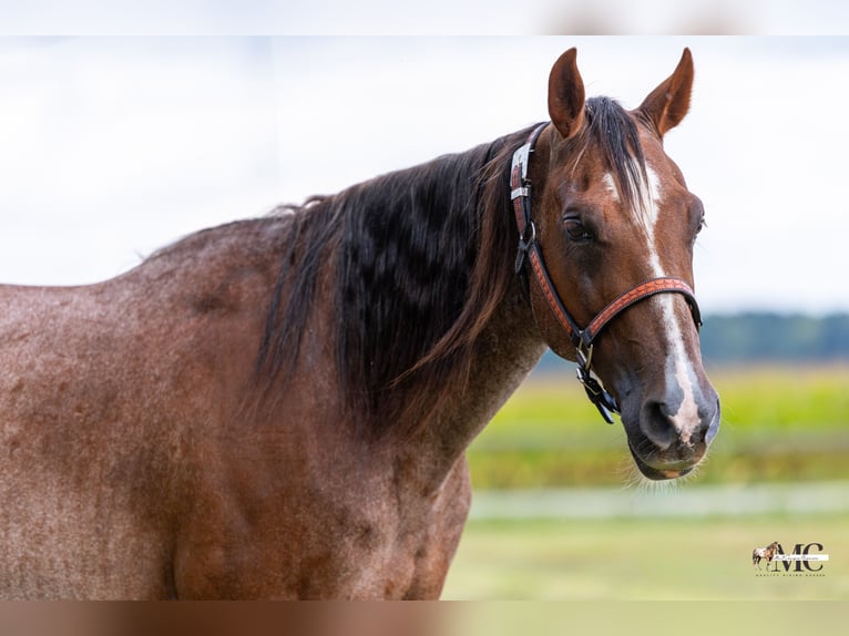 American Quarter Horse Ruin 10 Jaar Roan-Red in North Bloomfield
