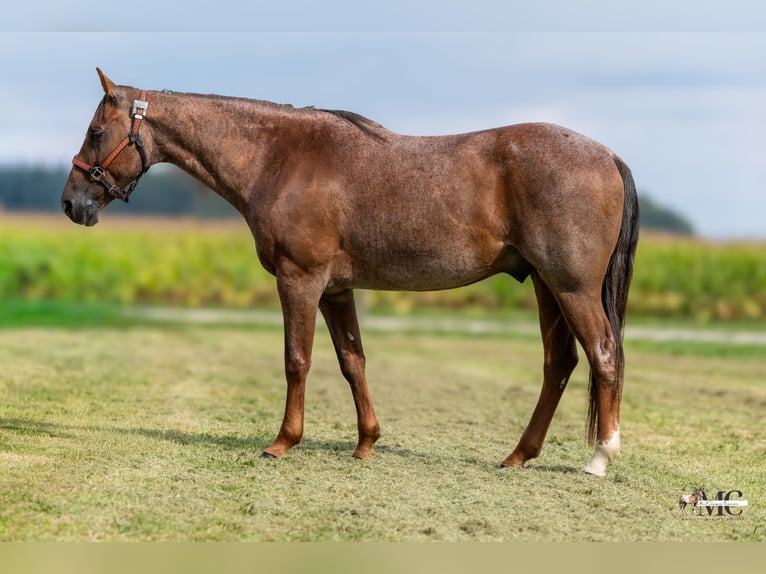 American Quarter Horse Ruin 10 Jaar Roan-Red in North Bloomfield