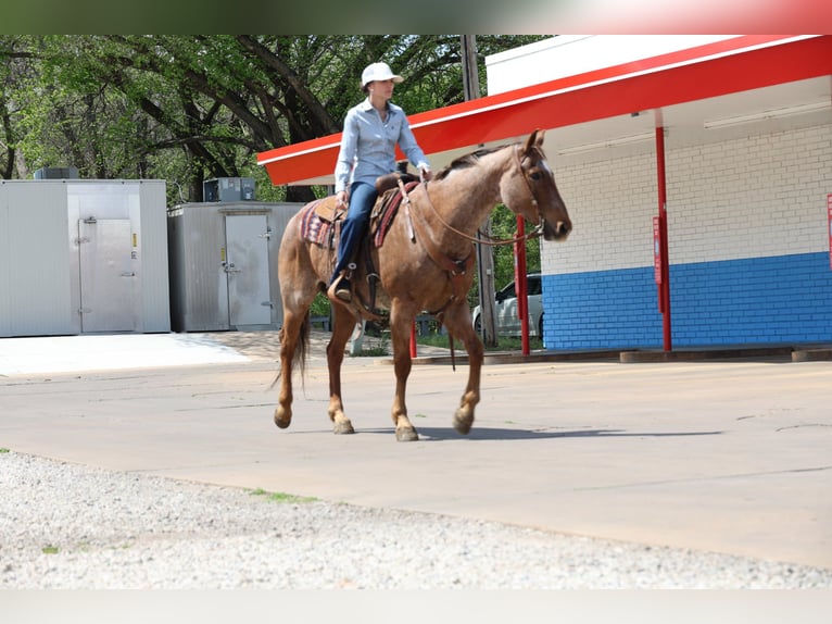 American Quarter Horse Ruin 10 Jaar Roan-Red in Ripley