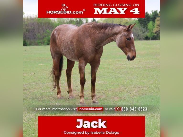 American Quarter Horse Ruin 10 Jaar Roan-Red in Ripley