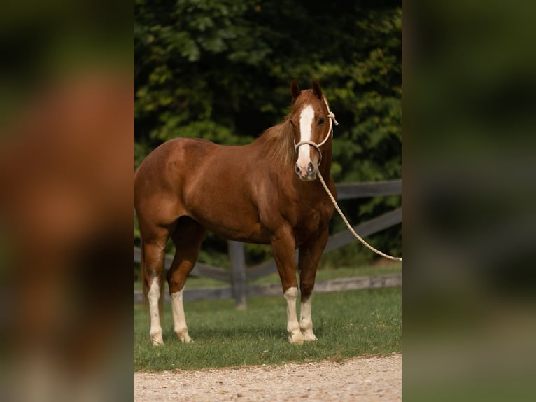 American Quarter Horse Ruin 10 Jaar Roan-Red in Bovina MS