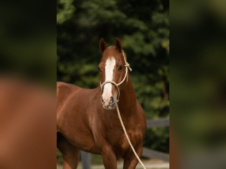 American Quarter Horse Ruin 10 Jaar Roan-Red in Bovina MS