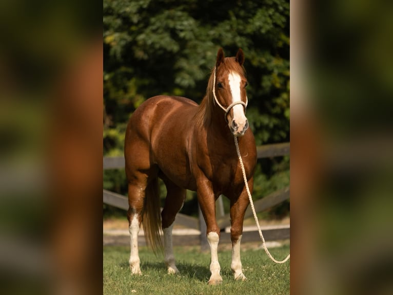 American Quarter Horse Ruin 10 Jaar Roan-Red in Bovina MS