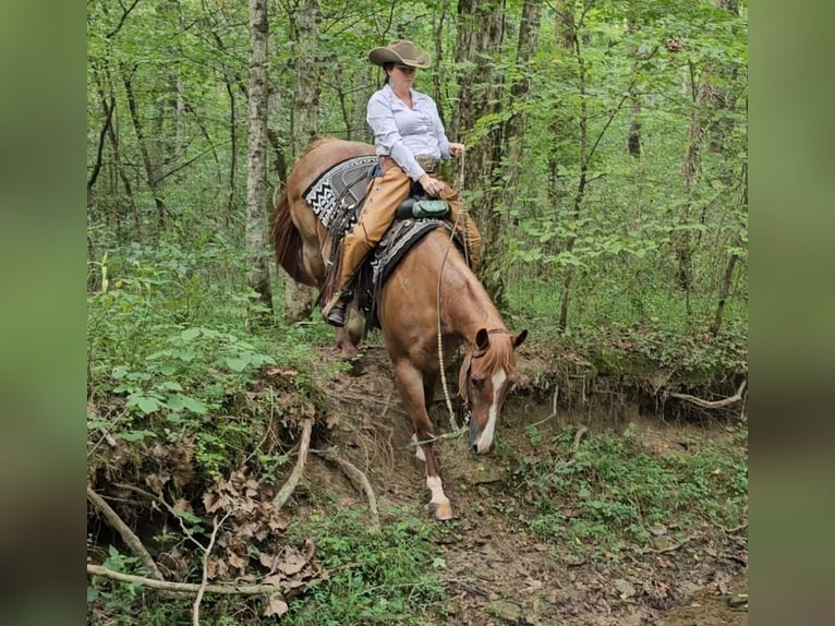 American Quarter Horse Ruin 10 Jaar Roan-Red in Robards, KY