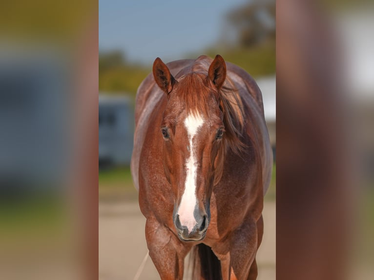 American Quarter Horse Ruin 10 Jaar Roan-Red in Robards, KY