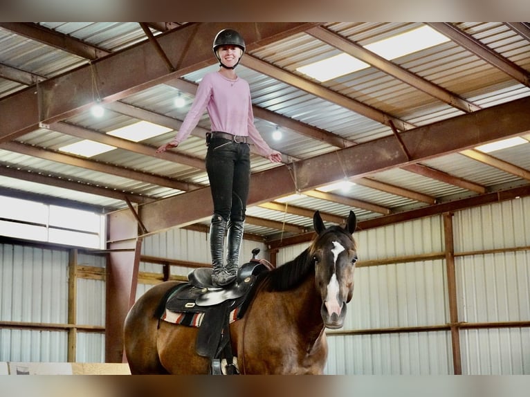 American Quarter Horse Ruin 10 Jaar Roodbruin in Frederick