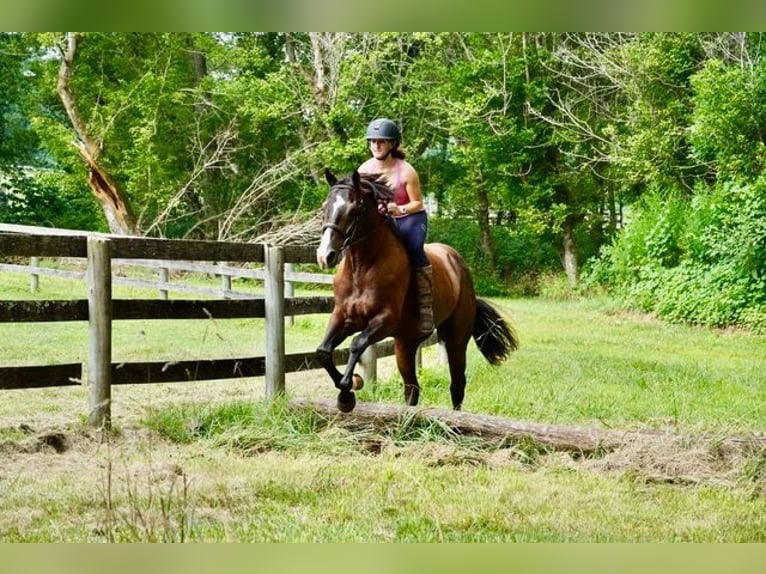 American Quarter Horse Ruin 10 Jaar Roodbruin in Frederick