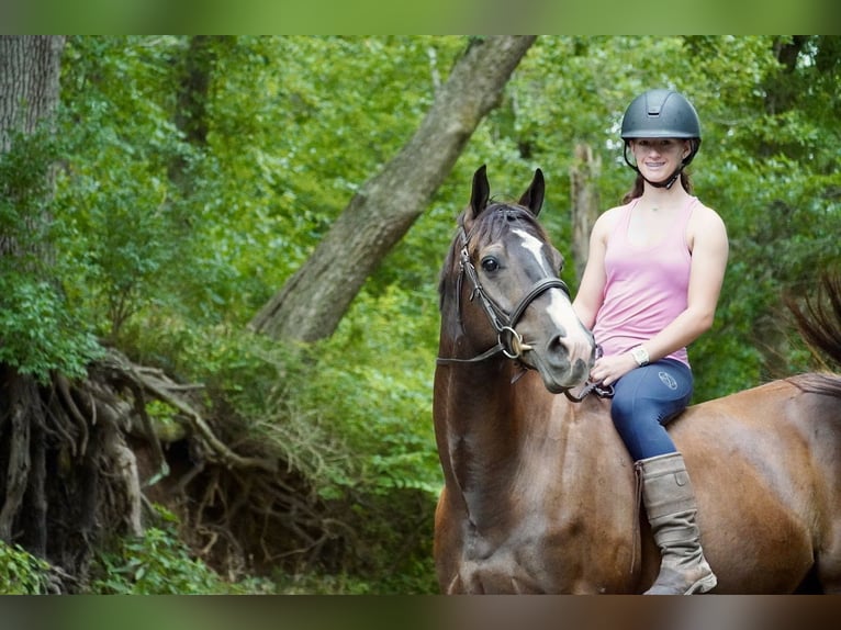 American Quarter Horse Ruin 10 Jaar Roodbruin in Frederick