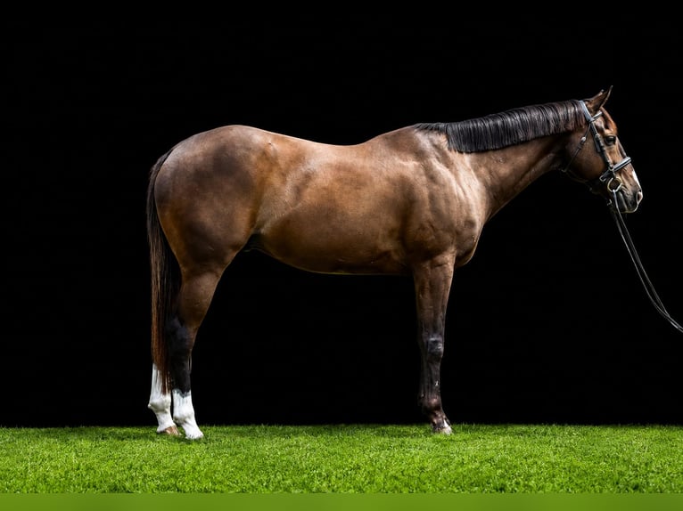 American Quarter Horse Ruin 10 Jaar Roodbruin in Frederick