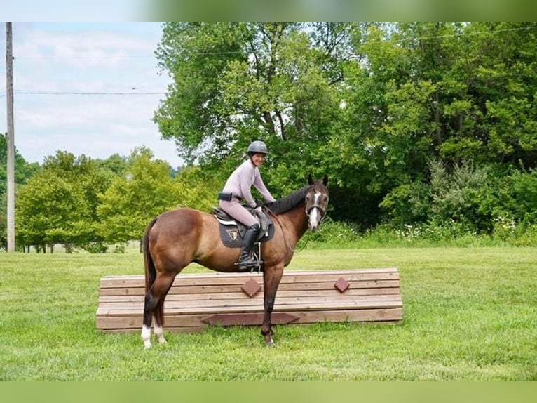 American Quarter Horse Ruin 10 Jaar Roodbruin in Frederick