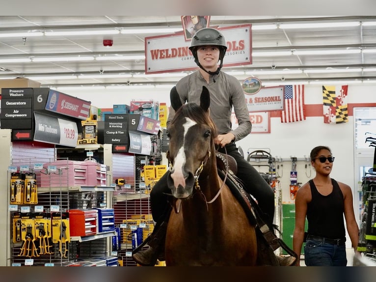 American Quarter Horse Ruin 10 Jaar Roodbruin in Frederick