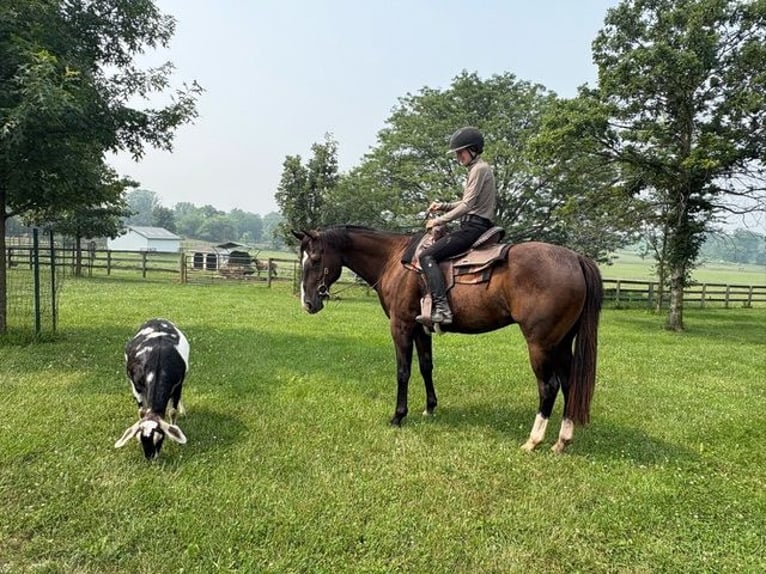 American Quarter Horse Ruin 10 Jaar Roodbruin in Frederick