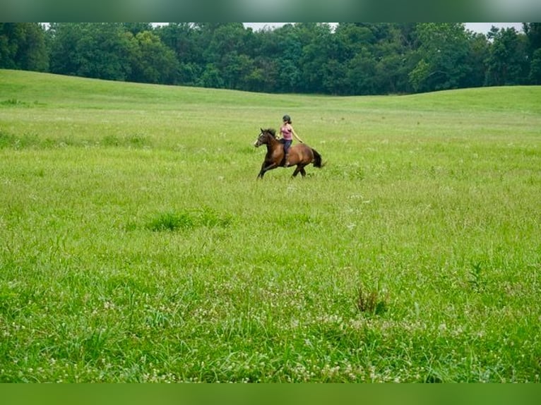 American Quarter Horse Ruin 10 Jaar Roodbruin in Frederick