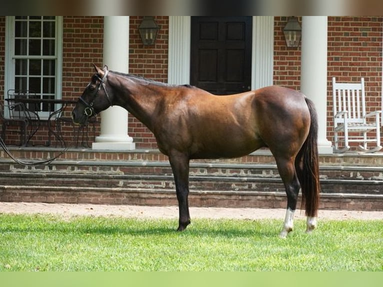 American Quarter Horse Ruin 10 Jaar Roodbruin in Frederick