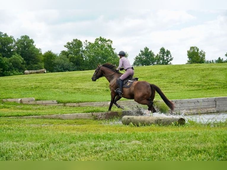 American Quarter Horse Ruin 10 Jaar Roodbruin in Frederick