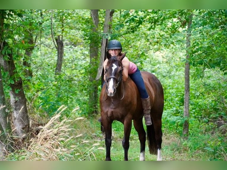 American Quarter Horse Ruin 10 Jaar Roodbruin in Frederick