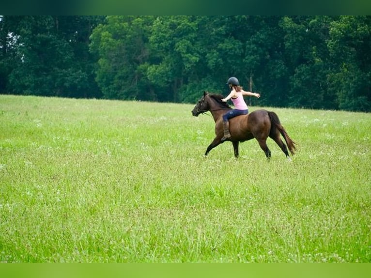 American Quarter Horse Ruin 10 Jaar Roodbruin in Frederick