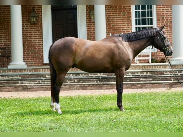 American Quarter Horse Ruin 10 Jaar Roodbruin in Frederick