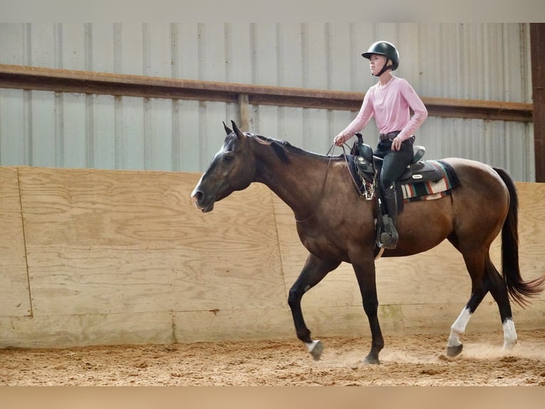 American Quarter Horse Ruin 10 Jaar Roodbruin in Frederick