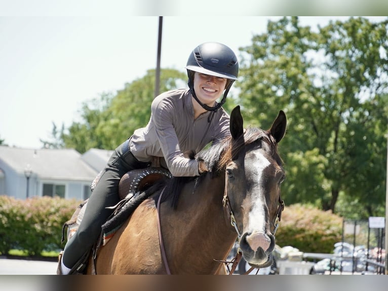 American Quarter Horse Ruin 10 Jaar Roodbruin in Frederick