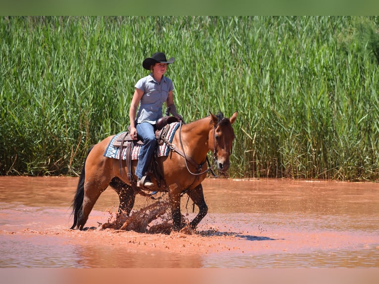 American Quarter Horse Ruin 10 Jaar Roodbruin in Amarillo