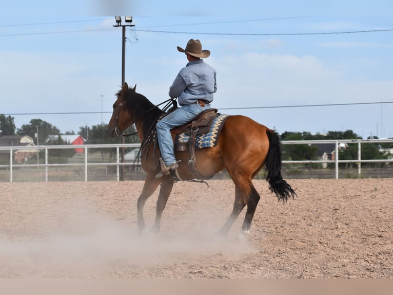 American Quarter Horse Ruin 10 Jaar Roodbruin in Amarillo