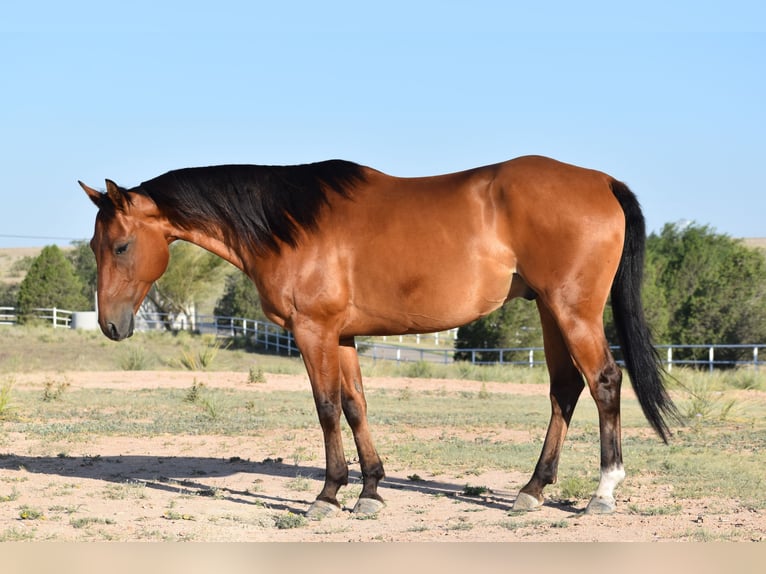 American Quarter Horse Ruin 10 Jaar Roodbruin in Amarillo
