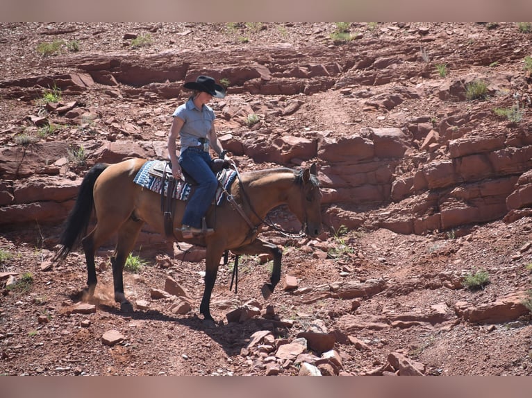American Quarter Horse Ruin 10 Jaar Roodbruin in Amarillo