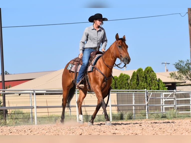 American Quarter Horse Ruin 10 Jaar Roodbruin in Amarillo