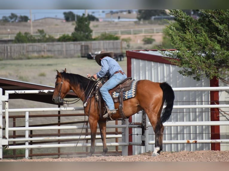 American Quarter Horse Ruin 10 Jaar Roodbruin in Amarillo