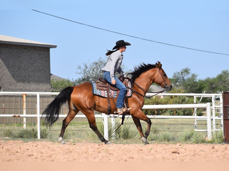 American Quarter Horse Ruin 10 Jaar Roodbruin in Amarillo