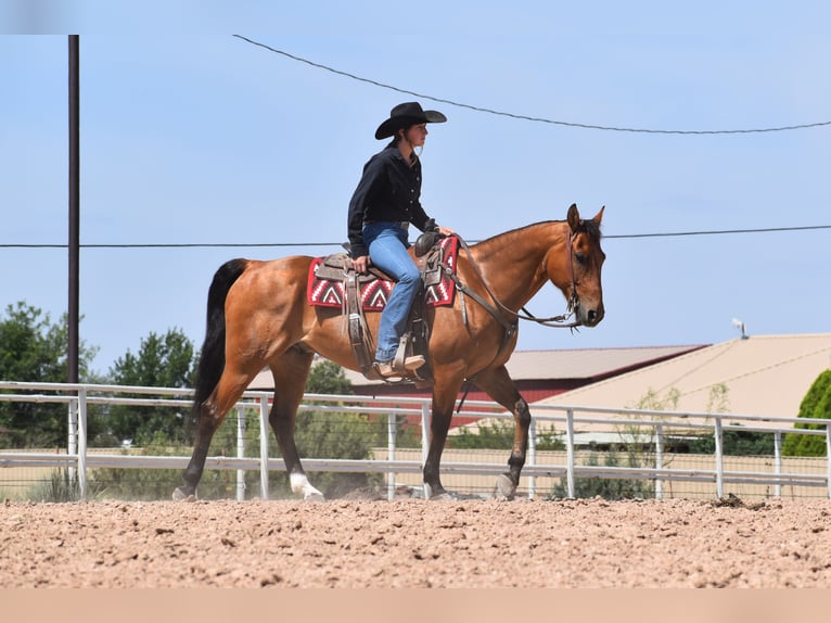 American Quarter Horse Ruin 10 Jaar Roodbruin in Amarillo