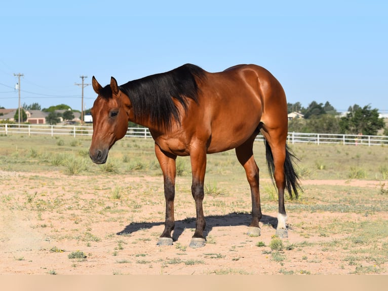 American Quarter Horse Ruin 10 Jaar Roodbruin in Amarillo