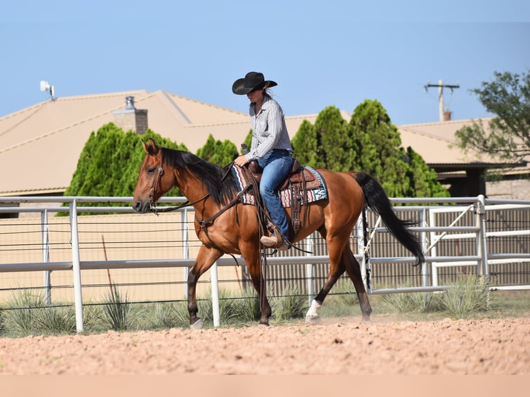 American Quarter Horse Ruin 10 Jaar Roodbruin in Amarillo